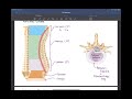 Skeletal Anatomy Part 2