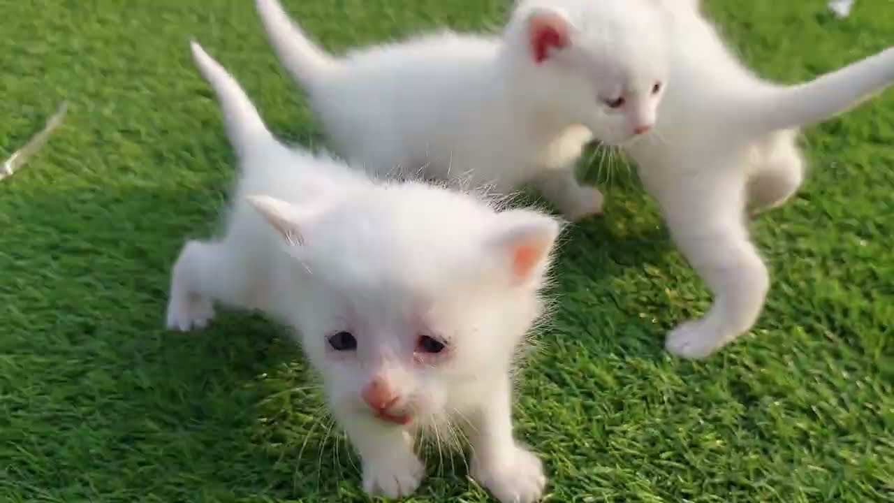 Kittens Got confused Calling Mama Loudly 