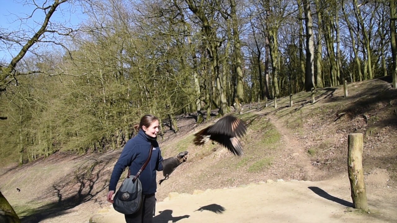 Wildpark digital - Flugschau