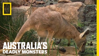 Croc vs. Roo | Australia's Deadly Monsters