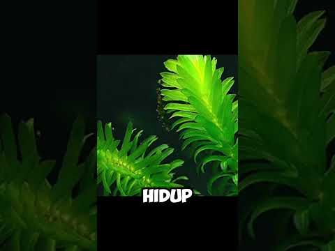 Egeria Densa. Ada yg tau tanaman ini?? #shortvideo #aquascapegallery #aquascapeaquarium #fishtank