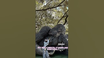 jisoo is a tease #vsoo #taesoo #vsooff