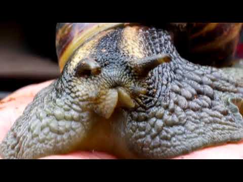 Βίντεο: Γιατί τα σαλιγκάρια έχουν κεραίες;