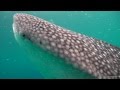 Scuba diving with the whale sharks of oslob  the philippines underwater