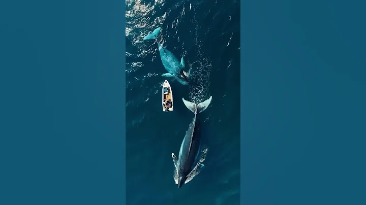 Whale Watching Adventure: Giant Whales Play Beside Cruise Ships - #ai #cutewildanimals #cute