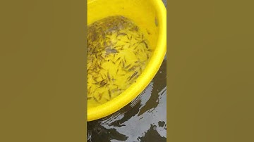 Tép rong và cá lòng tong trên bể bạc #shortvideo #guppy #caucathugian #cakoi #fishing #fish