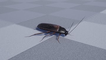 Medhue Cockroach inside Unreal Engine!!!