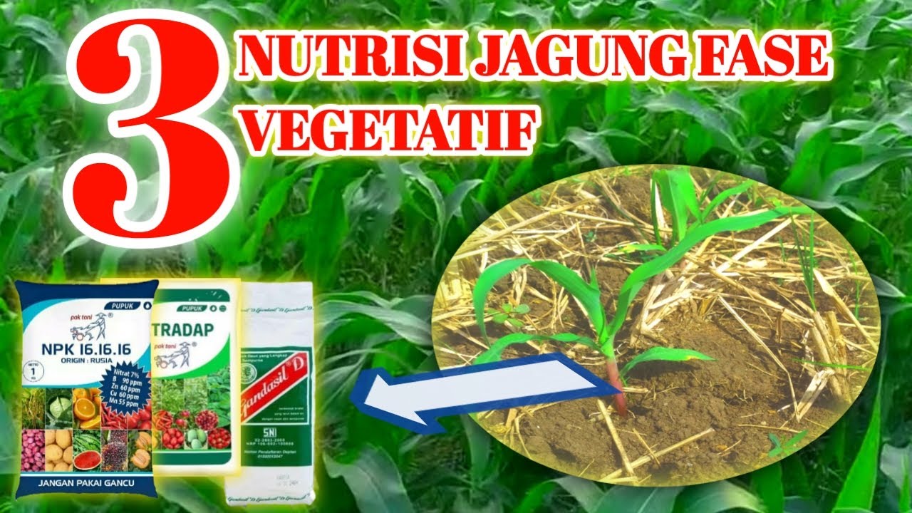 Persiapan Nutrisi Tanaman Jagung Dimasa Vegetatif Awal