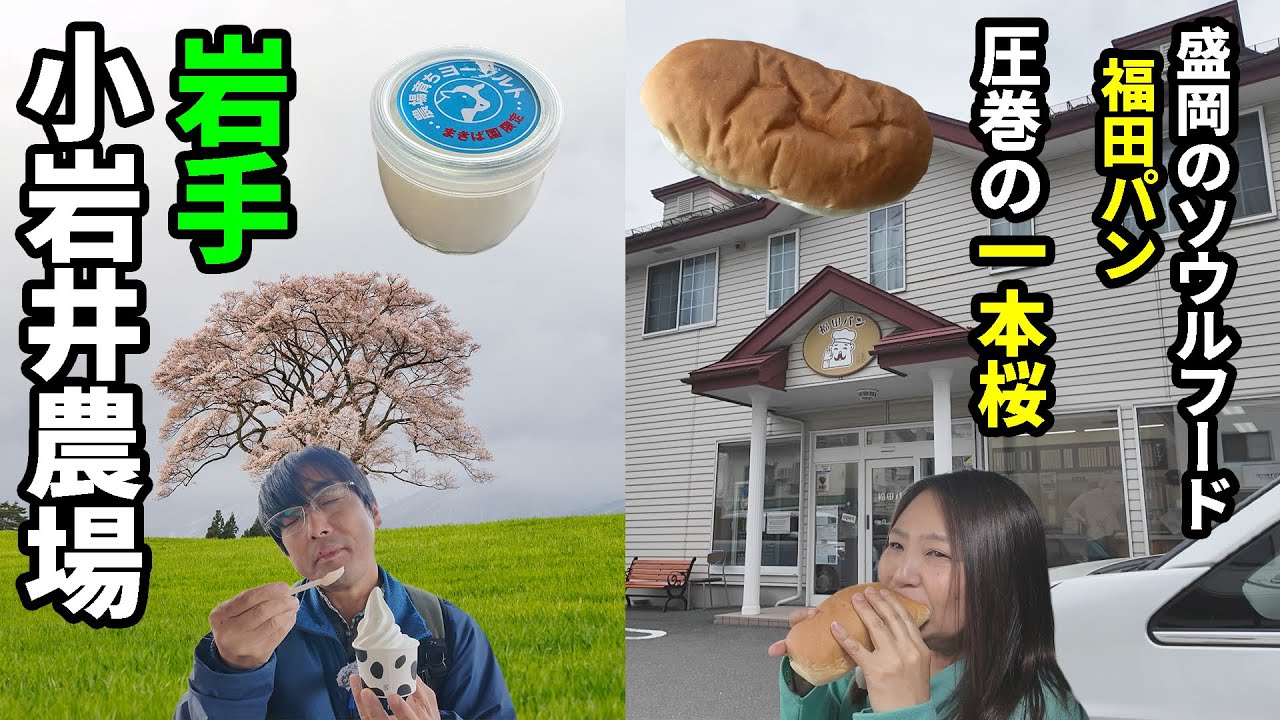 【岩手車中泊旅】アラフィフ夫婦と３わんで岩手旅 盛岡のソウルフード「福田パン」が登場！桜咲く小岩井農場に行ってみた！圧巻の1本桜は凄かった【小岩井農場】