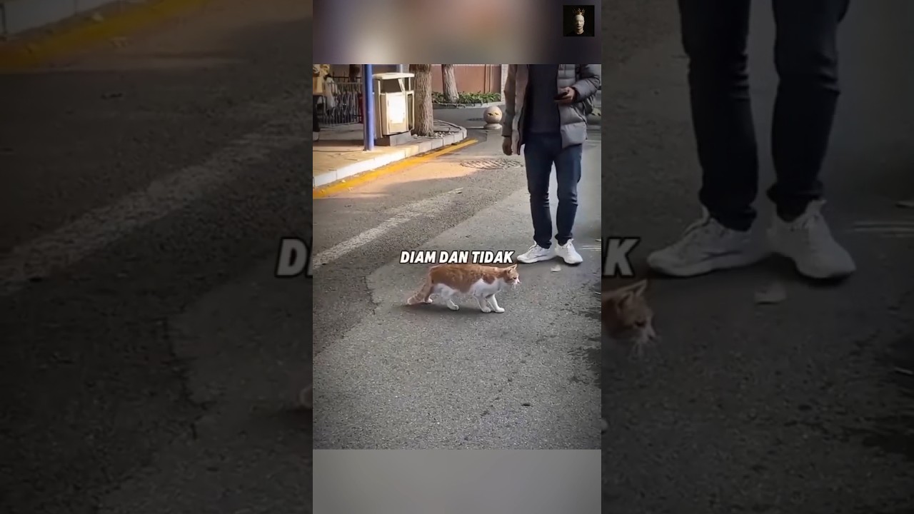 kucing yang sangat aneh 😱