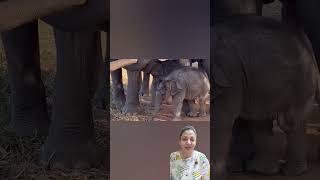 So Cute! Two Calves Stick Close to Mom 🥹#babyelephant #elephant #cuteanimals #shorts