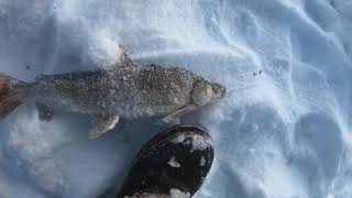 Interior Alaska Ice Fishing RAINBOW TROUT and WHITEFISH