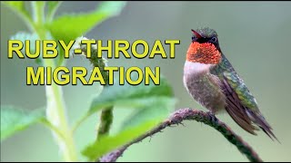 Your RUBY-THROATED HUMMINGBIRDS Have Arrived at Their Winter Home! by Hummingbird Spot 64,150 views 5 months ago 2 minutes, 32 seconds