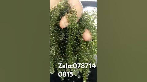 chuyên Cung Cấp Rong Nho Tươi Trên Toàn Quốc 0787140815