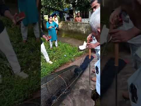 മീനല്ല കൂട്ടിൽ കയറിയത്..മീൻ പിടിക്കാൻ വെച്ച കൂട്ടിൽ കയറിയ വിരുതനെ ഫോറസ്റ്റ് ഉദ്യോഗസ്ഥർ പിടിക്കുന്നു