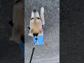 ❤️❤️❤️Spacerek❤️❤️❤️ #cutedog #cute #newvideo #new