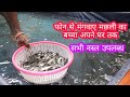 फोन से मंगवाए मछली का बच्चा अपने घर तक fish Seed available arwal Bihar