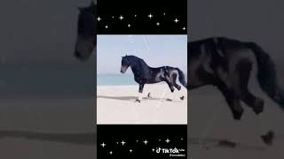 Черный бархат,а под ним душа...🌑🐎🐎