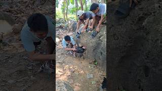 Wauu Indukanya Di Jaga Jantanya animals  short  shortviral