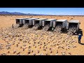 They Let a Million Rabbits Loose in a Desert, What Happened Next Shocked Everyone