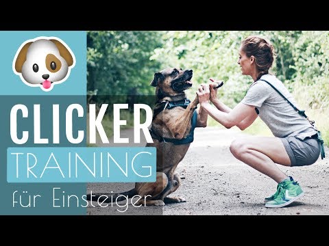 Video: Clicker-Methode, um Hunden das Weben von Stangen beizubringen