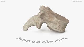 Human Vertebra 3D model by 3DModels.org