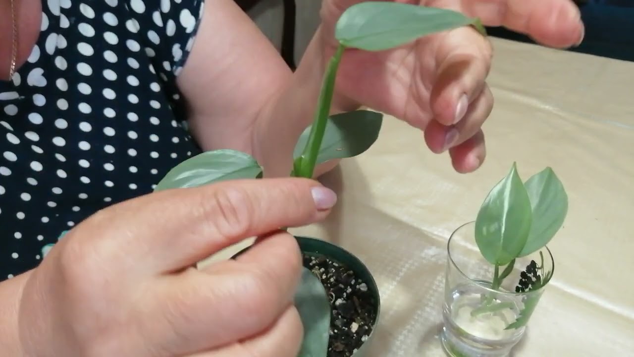Филодендрон, обрезка. 🍀🍀🍀