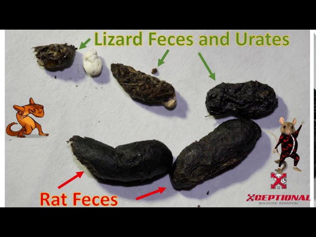 What Does Lizard Poop Look Like  