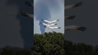 Whooping Cranes Save Hawk Family From Wildfire