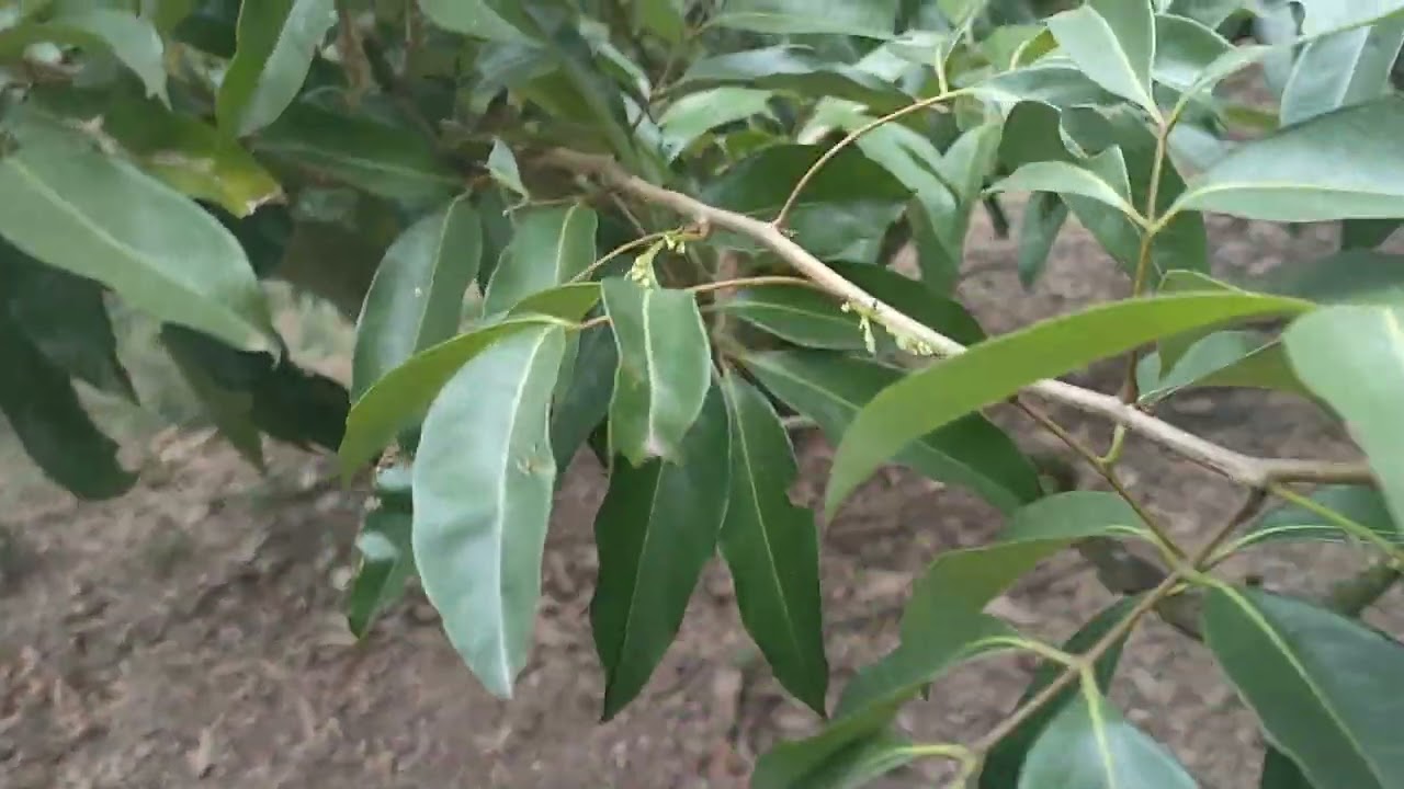 @ Thăm Vườn vải thiều chính vụ Chúc các bạn một năm mới sức khỏe an khang thịnh vượng 