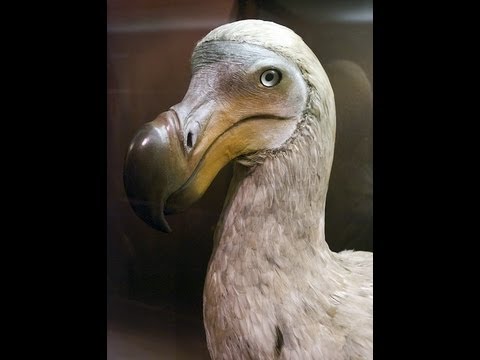 (MUST WATCH!) Dodo Bird Found On Island!!! - YouTube