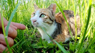 草むらを覗くと、可愛らしい三毛猫が隠れていた