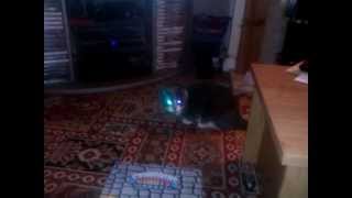 Cats Eyes