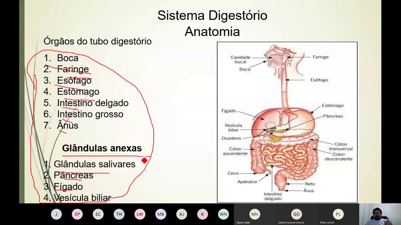 Ciencias Morfofuncionais Do Sistema Digestorio Endocrino E Renal Pdf
