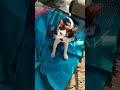 Video pendek detik lucu kucing comel foryou #video Cute Cat Funny moments shortvideo #moments#2026