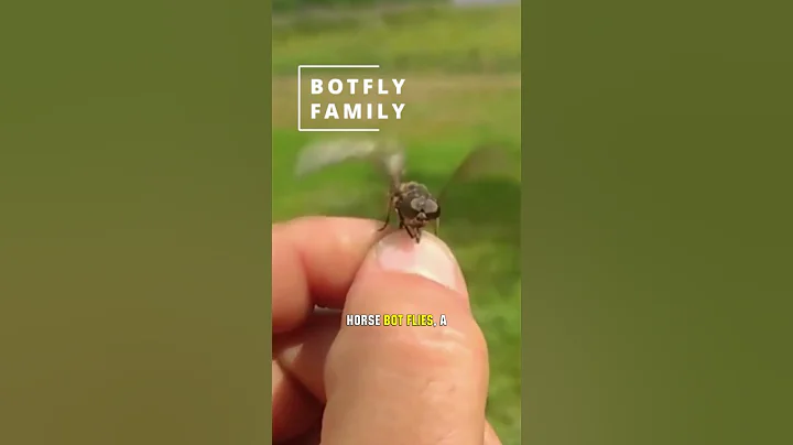 Horses Are Being Eaten Alive By These Flies! 😱 #shorts #botfly - DayDayNews