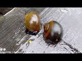 village snail video, snail running, শামুকের ভিডিও