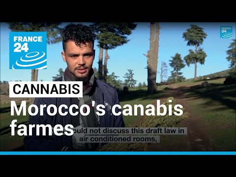 Morocco’s cannabis farmers: ‘Poor and living in fear’ • FRANCE 24 English