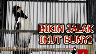 JALAK BERKICAU BIKIN JALAK SUREN LAIN IKUT BUNYI BONGKAR ISIAN