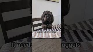 always hungry #cockapoo #funnydog  #blackdogs #dogshorts