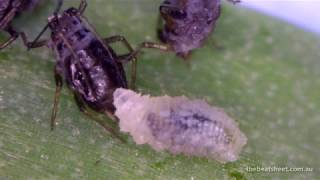 Hoverfly larvae feeding on aphids screenshot 4