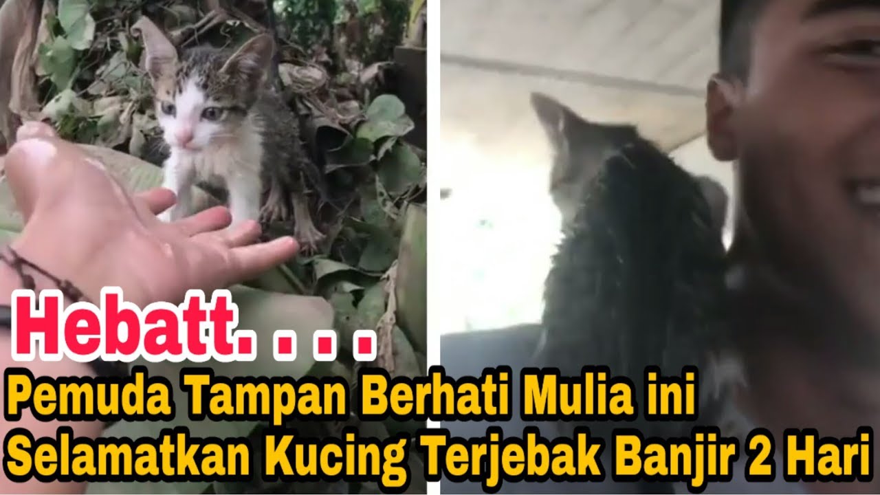 Menyelamatkan Kucing yang Terjebak Banjir Selama 2 Hari 