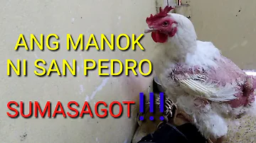 ANG MANOK NI SAN PEDRO SUMASAGOT!!!