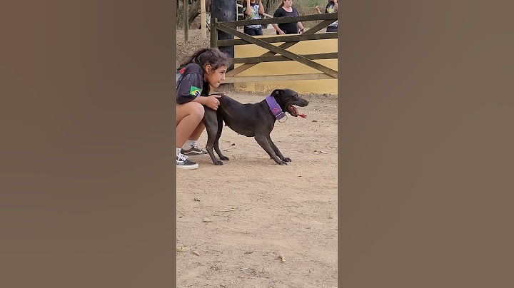 Criança x Pit Bull - Parceria nota mil. Malévola e Yasmin - Drena Dogs #pitbull #dogbreed #viral