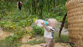 Go to the fields to glean some remaining vegetables | Liu Thi Men