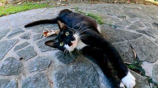 近づくとゴロンゴロン転がる野良猫がカワイイ