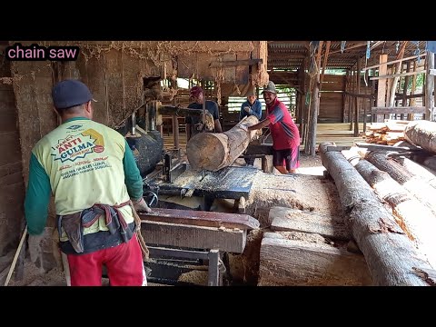 Video: Kayu apa yang termasuk kayu lunak?