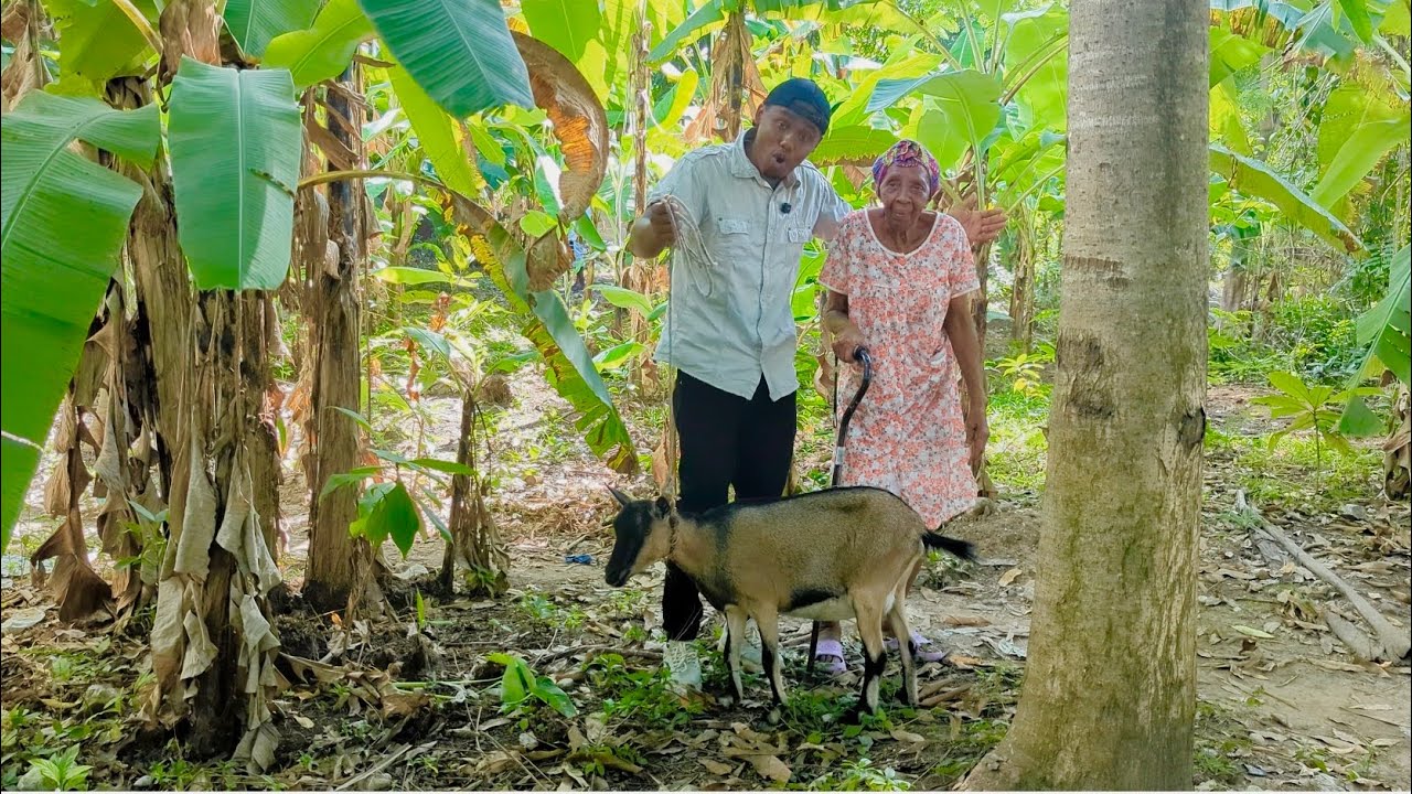 Mr Toussaint achte yon Kabrit tou plenn pou miss Rosa 