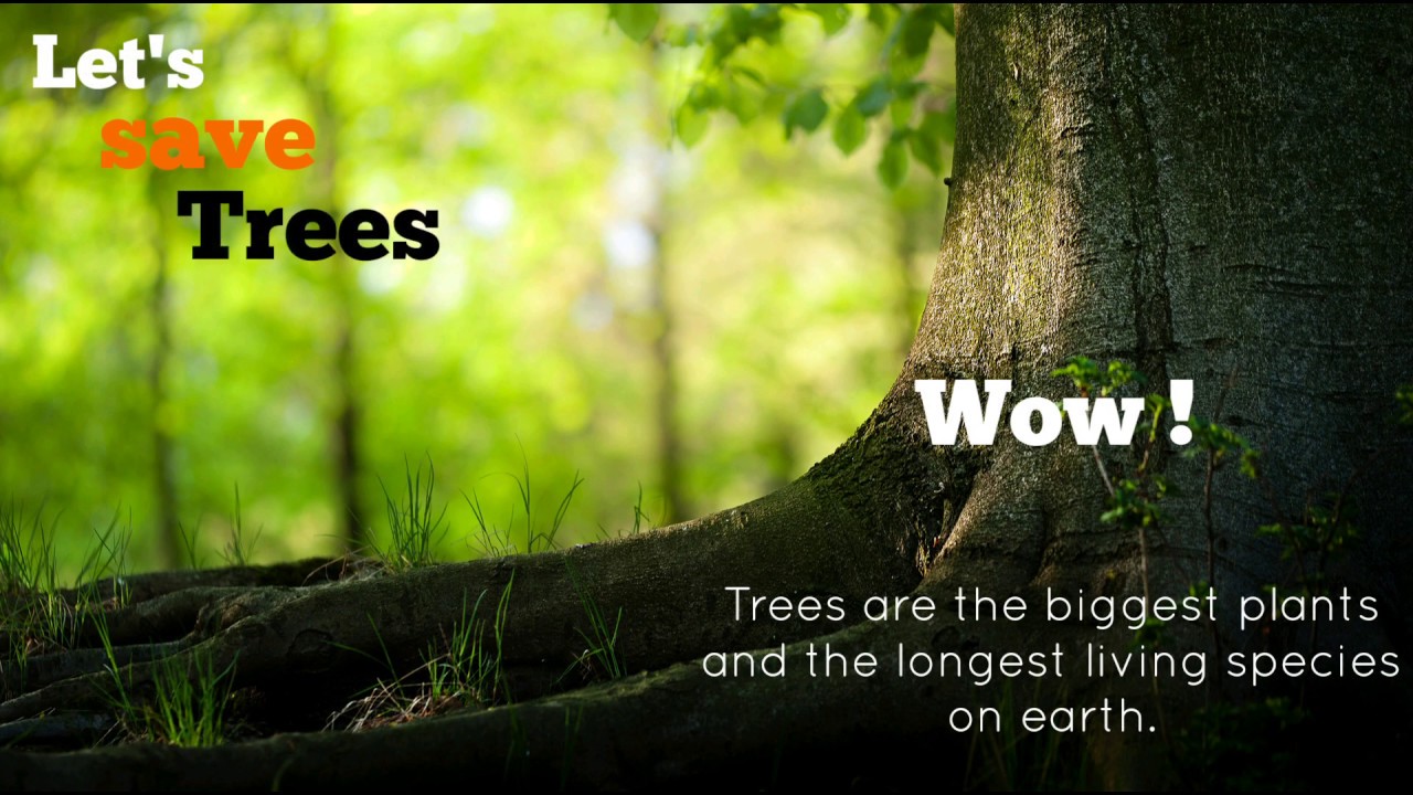 Why do we need to save trees? - YouTube