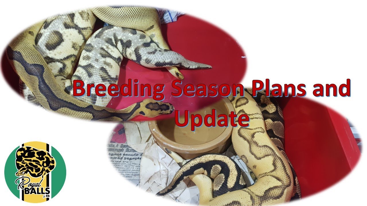 Breeding Ball Pythons; Season to date - YouTube
